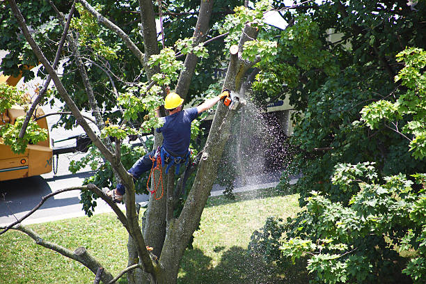 Reliable Randleman, NC Tree Removal Services Solutions